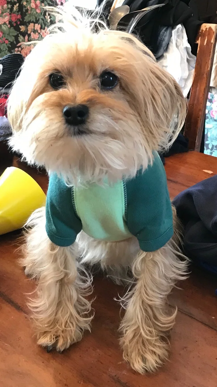Small tan and white dog wearing a green shirt.